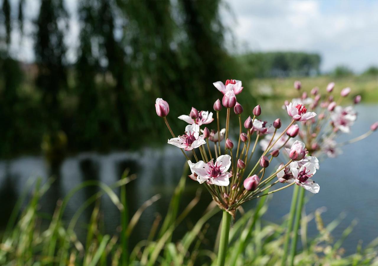 Gite De L'Etang Hotell Frasnes-lez-Anvaing Eksteriør bilde